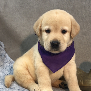 Labrador Retriever Puppy Less