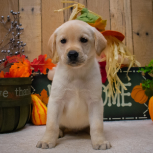 Labrador Retriever Puppy Griffin