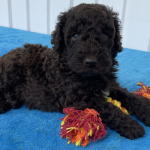 Poodle Puppy Saxton
