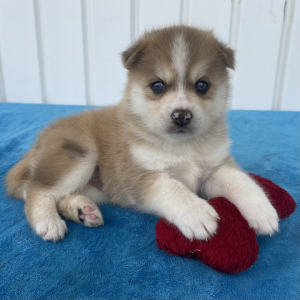Pomsky Puppy Tuck