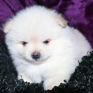 Pomeranian Puppy Vitas