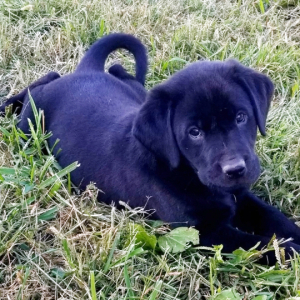 Labrador Retriever Puppy Misty
