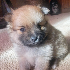 Pomeranian Puppy Barbie
