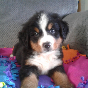 Bernese Mountain Dog Puppy Thor