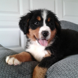 Bernese Mountain Dog Puppy Thor