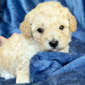 Maltipoo Puppy Charlie