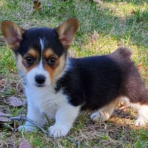 Pembroke Welsh Corgi Puppy Ruffy