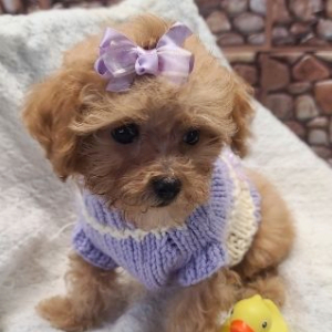Maltipoo Puppy Pumpkin