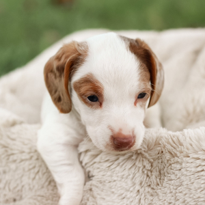Dachshund Puppy Oliver