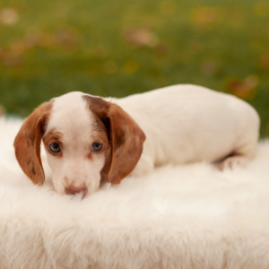 Dachshund Puppy Oliver