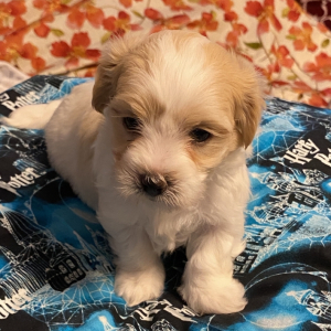 Coton de Tulear Puppy Oliver