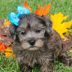 Pomapoo Puppy Millie