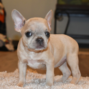Frenchton Puppy Bella
