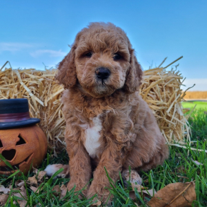 Bichonpoo Puppy Sinatra