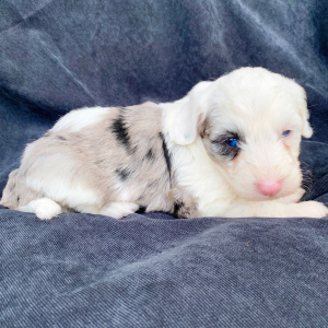 Sheepadoodle Puppy Bo