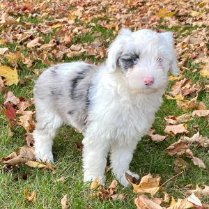 Sheepadoodle Puppy Bo