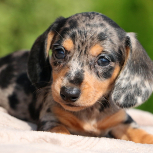 Dachshund Puppy Renee