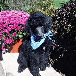 Poodle Puppy Trucker
