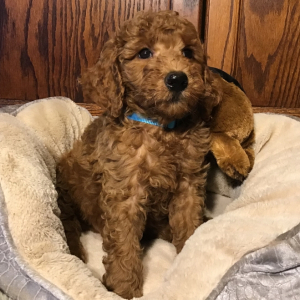 Goldendoodle Puppy Waldo