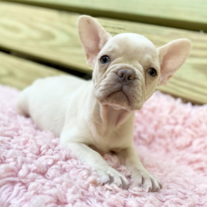 French Bulldog Puppy Snow