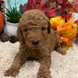 Goldendoodle Puppy Hank