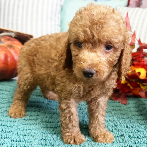 Goldendoodle Puppy Hank