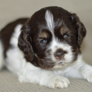 Cocker Spaniel Puppy Carla