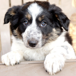 Border Collie Puppy Skye