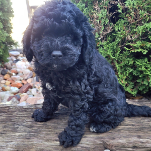 Goldendoodle Puppy Miley