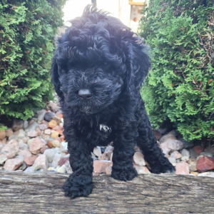 Goldendoodle Puppy Miley