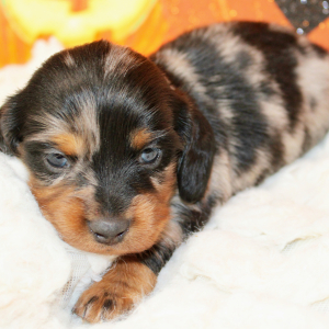 Dachshund Puppy Garrett