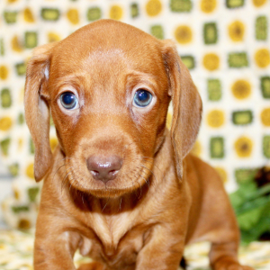 Dachshund Puppy Eve