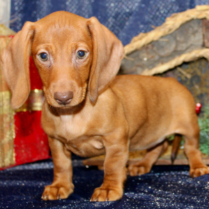 Dachshund Puppy Eve