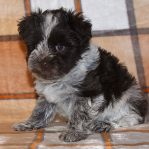 Miniature Schnauzer Puppy Brianna