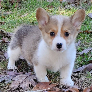 Pembroke Welsh Corgi Puppy Bobby