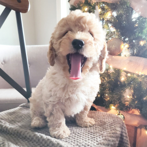 Goldendoodle Puppy Riggs