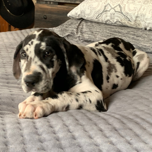 Great Dane Puppy Xenia