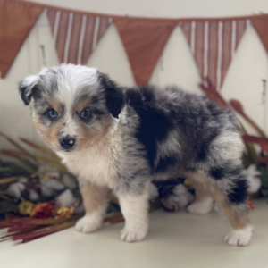 Australian Shepherd Puppy Whiskey