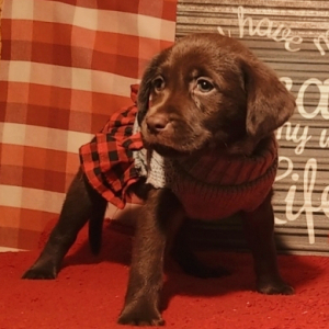 Labrador Retriever Puppy Piper
