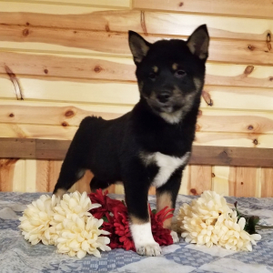 Shiba Inu Puppy Tucker