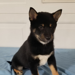 Shiba Inu Puppy Tucker