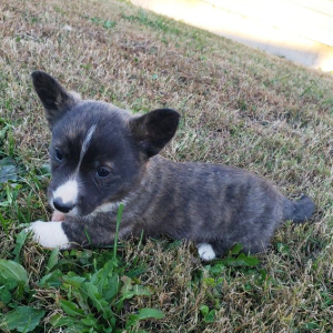 Cardigan Welsh Corgi Puppy Shazaam