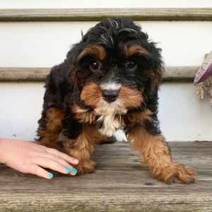 Cavapoo Puppy Gordy