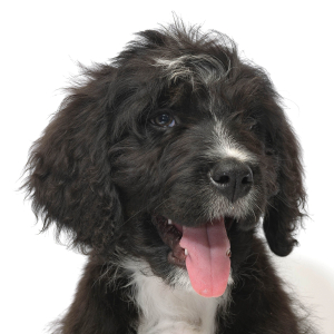 Bernedoodle Puppy Gideon