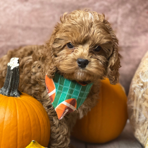 Cockapoo Puppy Zeus
