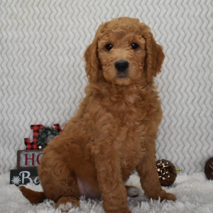 Goldendoodle Puppy Niylah