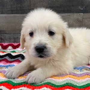 Golden Retriever Puppy Theodore