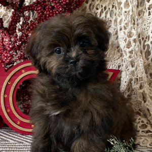 Shihpoo Puppy Ceasar