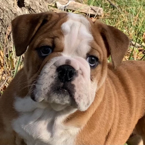 Bulldog Puppy Hazel