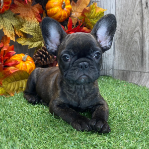 French Bulldog Puppy Fay